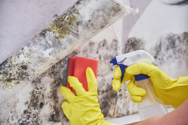 Professional Mold Removal Services in Plumas Lake, CA